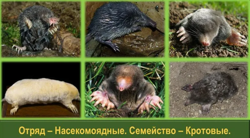 Счастлив крот в норе живущий, что не видит свет насущный